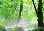 枫林谷森林避暑季启幕 解锁夏日清凉新维度