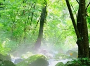枫林谷森林避暑季启幕 解锁夏日清凉新维度